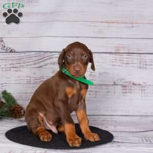 Jasper, Doberman Pinscher Puppy